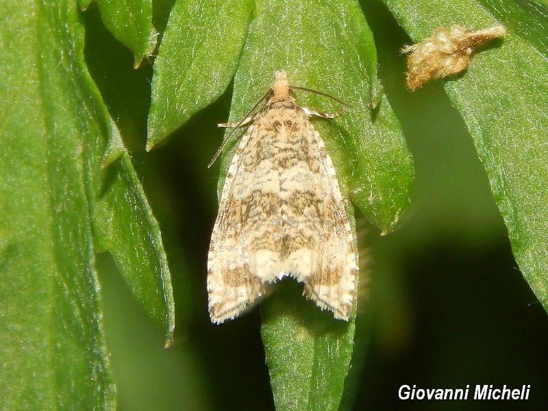 Tortricidae da determinare - Celypha lacunana